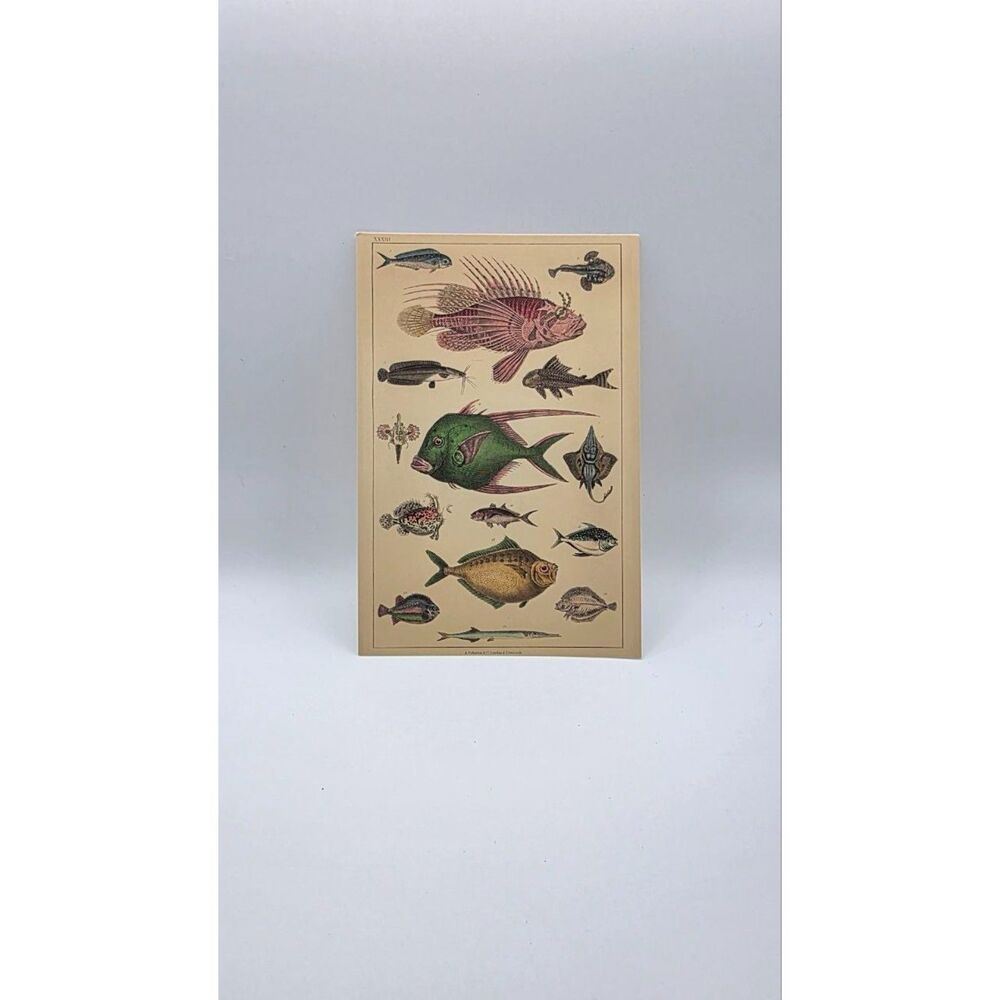 Vintage Fish Art Print Natural History Marine Life Nautical Coastal Wall Decor